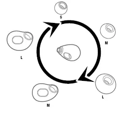 Diagram to help choose the right size buds