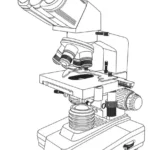 amazonbasics Siedentopf Binocular Compound Microscope Manual Thumb
