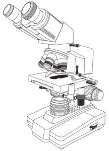 amazonbasics Siedentopf Binocular Compound Microscope Manual Image